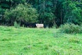 Beef Cattle Grazing in a Mountain Meadow Royalty Free Stock Photo