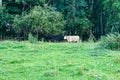 Beef Cattle Grazing in a Mountain Meadow Royalty Free Stock Photo