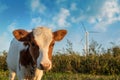 Beef  grazing in a pasture under a windmill Royalty Free Stock Photo