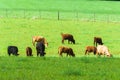 Beef cattle on green field in Brazil