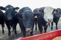 Beef cattle grouped around a feeding trough