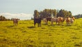 Beef cattle - herd of cows in the pasture in hilly landscape Royalty Free Stock Photo