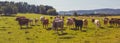 Beef cattle - herd of cows in the pasture in hilly landscape Royalty Free Stock Photo