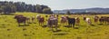 Beef cattle - herd of cows in the pasture in hilly landscape