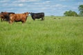 Beef Cattle Royalty Free Stock Photo