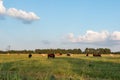 Beef cattle in late afternoon pasture - Landscape vivid Royalty Free Stock Photo