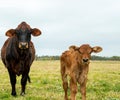 Beef cattle livestock. Cow and calf facing camera