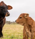 Beef cattle livestock. Cow and calf looking at each other