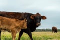 Beef cattle livestock. Cow and calf together in a pasture with other animals