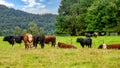 Beef cattle outdoors on a small farm in New Zealand. Royalty Free Stock Photo