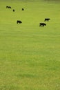 Beef Cattle in Pasture Royalty Free Stock Photo