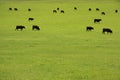 Beef Cattle in Pasture Royalty Free Stock Photo