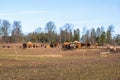 Beef cattle in a pasture at spring Royalty Free Stock Photo