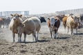 Beef Cattle in a Stockyard