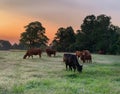 Beef cattle at sunrise in a green pasture Royalty Free Stock Photo