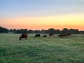 Beef cattle at sunrise in a green pasture Royalty Free Stock Photo