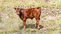 Beef Cattle Royalty Free Stock Photo