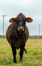 Beef cow curiously looks straight at camera in vertical image