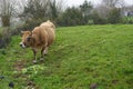 beef cow eating grass in asturian meadow. brown cow with horns in the field Royalty Free Stock Photo