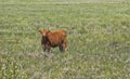 Beef Cow in a Field Royalty Free Stock Photo