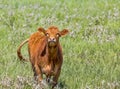 Beef Cow in a Field Royalty Free Stock Photo