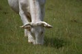 Beef cow graze on the meadow and eating grass. Royalty Free Stock Photo