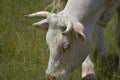 Beef cow graze on the meadow and eating grass. Royalty Free Stock Photo