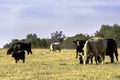Beef cow herd in dormant pasture