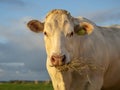 Beef cow iseating hay, blonde aquitane, portrait of head Royalty Free Stock Photo