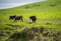 Angus, wagyu and murray grey beef bulls and cows, being grass fed on a hill in Australia.