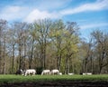 beef cows in forest meadow near baarn in the netherlands early spring Royalty Free Stock Photo