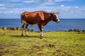 Beef on easter island cliffs Royalty Free Stock Photo