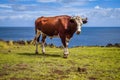 Beef on easter island cliffs Royalty Free Stock Photo