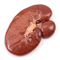 Beef Kidney isolated on transparent background Royalty Free Stock Photo