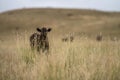 beef meat cow on a farm. herd of cattle in summer Royalty Free Stock Photo