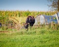 Beef Steer eating greener grass on other side of the fence, selective focus, background and foreground blur Royalty Free Stock Photo