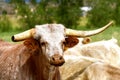 A beef steer with a long horn and broken horn Royalty Free Stock Photo