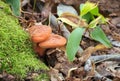 Beefsteak fungus, Fistulina hepatica