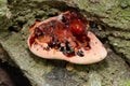 Beefsteak Fungus