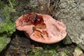 Beefsteak Fungus