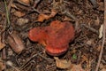 Beefsteak fungus or Liver fungus or also in some countries Mother - in - law `s tongue latin: Fistulina hepatica. closeup