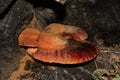 Beefsteak fungus or Liver fungus or also in some countries Mother - in - law `s tongue latin: Fistulina hepatica. closeup. A