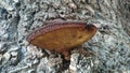 Beefsteak fungus