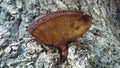 Beefsteak fungus