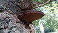 Beefsteak fungus