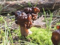 The Beefsteak Morel Gyromitra esculenta is a deadly poisonous mushroom