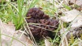 The Beefsteak Morel Gyromitra esculenta is a deadly poisonous mushroom