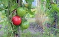 Beefsteak tomato Royalty Free Stock Photo