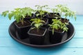 Beefsteak tomato plants