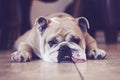 Beefy bulldog tired Royalty Free Stock Photo